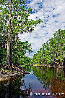 Fisheating Creek